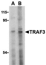 TRAF3 Antibody in Western Blot (WB)