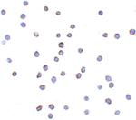 TLR6 Polyclonal Antibody