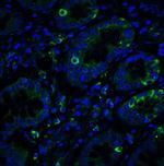 IRE1 alpha Antibody in Immunohistochemistry (PFA fixed) (IHC (PFA))