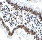 IRE1 alpha Antibody in Immunohistochemistry (Paraffin) (IHC (P))