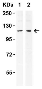 IRE1 alpha Antibody in Western Blot (WB)