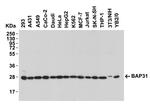 BAP31 Antibody in Western Blot (WB)