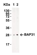 BAP31 Antibody in Western Blot (WB)