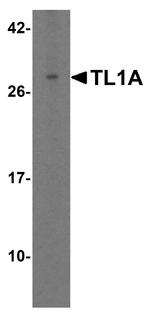 TL1A Polyclonal Antibody