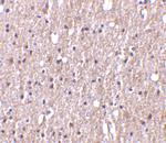 TWEAK Polyclonal Antibody