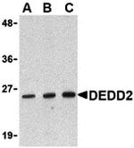 DEDD2 Polyclonal Antibody