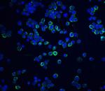 XBP1 Polyclonal Antibody