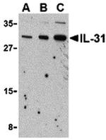 IL-31 Antibody in Western Blot (WB)