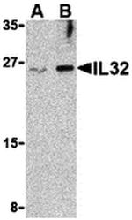 IL-32 Antibody in Western Blot (WB)
