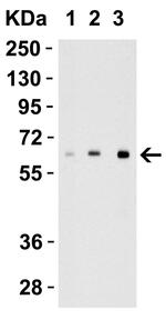 IL-27 p28 Polyclonal Antibody