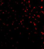 TIMD4 Antibody in Immunocytochemistry (ICC/IF)