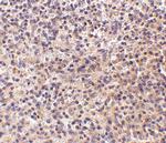 CD180 Polyclonal Antibody