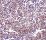 CD180 Polyclonal Antibody