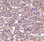 CD180 Polyclonal Antibody