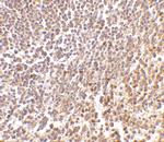 MD-1 Polyclonal Antibody