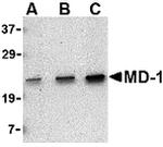 MD-1 Antibody in Western Blot (WB)