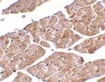 TRPC3 Antibody in Immunohistochemistry (IHC)