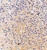 MD-1 Polyclonal Antibody