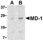 MD-1 Antibody in Western Blot (WB)