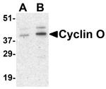 Cyclin O Polyclonal Antibody