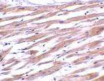 UNG Polyclonal Antibody