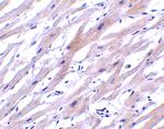 UNG Polyclonal Antibody