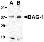 BAG1 Antibody in Western Blot (WB)