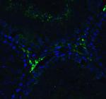 RIG-I Antibody in Immunohistochemistry (IHC)