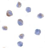 Cullin 9 Polyclonal Antibody