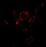 SLUG Polyclonal Antibody