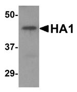 Avian Influenza HA Type 2 Polyclonal Antibody
