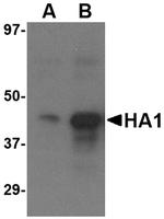 Avian Influenza HA Type 3 Polyclonal Antibody