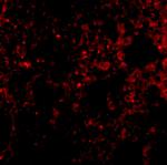 PEN2 Polyclonal Antibody