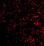 Blimp-1 Polyclonal Antibody