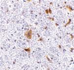 LFG Polyclonal Antibody