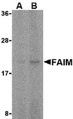 FAIM Polyclonal Antibody