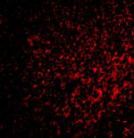 FAF1 Antibody in Immunohistochemistry (IHC)