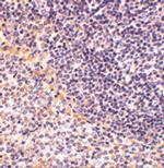 FAF1 Polyclonal Antibody