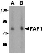 FAF1 Antibody in Western Blot (WB)