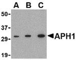 APH1 Polyclonal Antibody