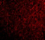 TSLP Antibody in Immunohistochemistry (PFA fixed) (IHC (PFA))