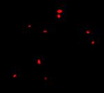 CIDEB Polyclonal Antibody