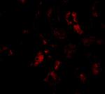 BANF1 Antibody in Western Blot (WB)