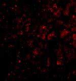 DRAM Antibody in Immunohistochemistry (PFA fixed) (IHC (PFA))
