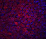 DRAM Antibody in Immunohistochemistry (PFA fixed) (IHC (PFA))
