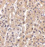 DRAM Polyclonal Antibody