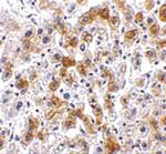 SCO2 Polyclonal Antibody