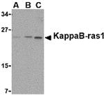KappaB ras1 Antibody in Western Blot (WB)