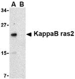 KappaB ras2 Polyclonal Antibody
