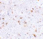 CD273 (B7-DC) Antibody in Immunohistochemistry (Paraffin) (IHC (P))